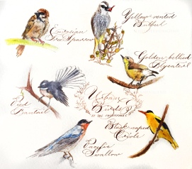 Urban Birds of the Philippines